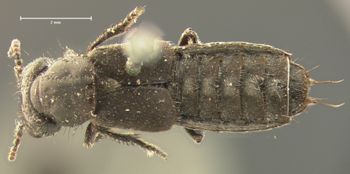 Media type: image;   Entomology 7327 Aspect: habitus dorsal view